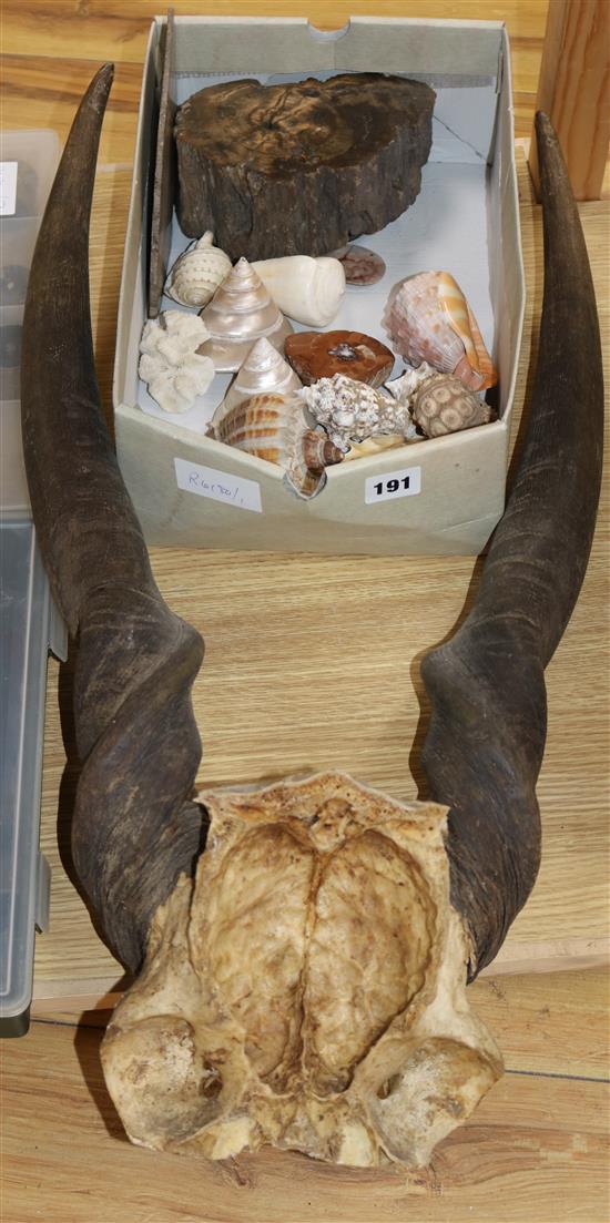 A pair of horns, mixed shells and fossils